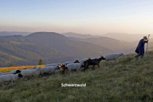 Schwarzwald Schäferwanderung