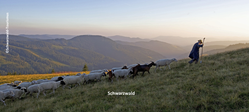 Schwarzwald Schäferwanderung